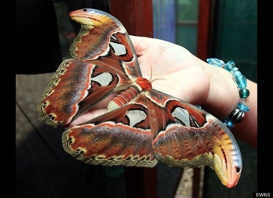 Photo:  Giant Atlas moths have hatched at Berkeley Castle Butterfly House in Gloucestershire, England.